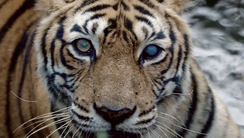 Tiger Beer 'Rare Stripes' — Wesley Hawes